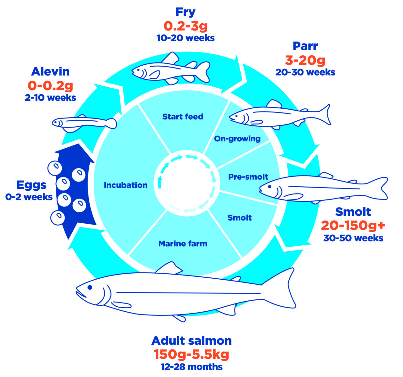 The salmon lifecycle