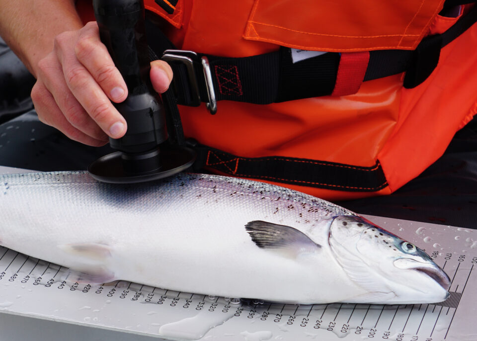 Reducing medicines in Salmon farming Scottish Sea Farms